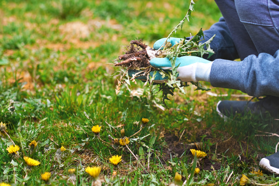 Trim Landscaping