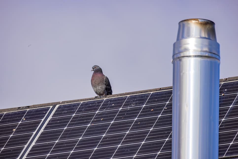 Pigeon on Roof with Solar Panels